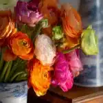 How to Arrange Ranunculus for Stunning Floral Displays 9 How to Arrange Ranunculus First Image
